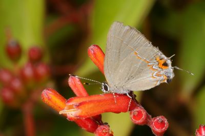 Dusky-blue Groundstreak