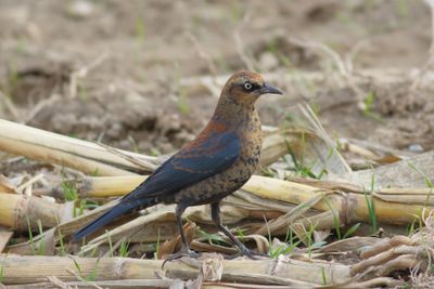 Rusty Blackbird