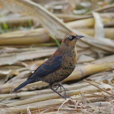 Rusty Blackbird