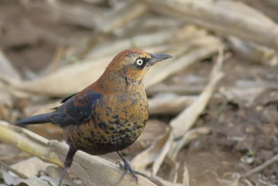 Rusty Blackbird