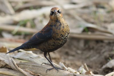 Rusty Blackbird