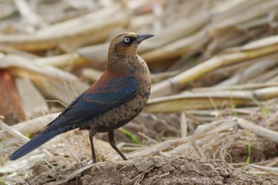 Rusty Blackbird