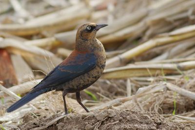 Rusty Blackbird