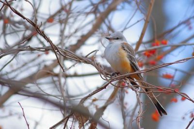 Scissor-tailed Flycatcher