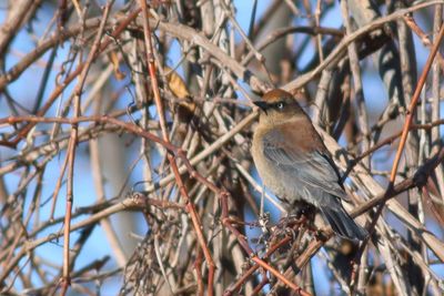 Rusty Blackbird