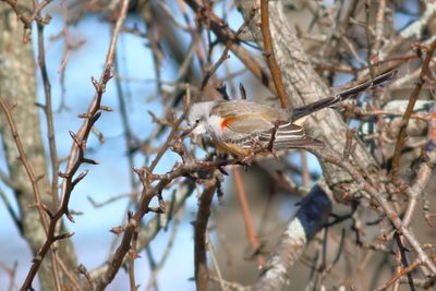 Scissor-tailed Flycatcher