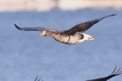 Greater White-fronted Goose