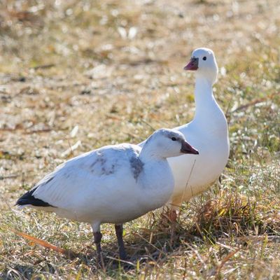 Ross's Goose