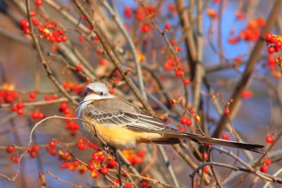 Scissor-tailed Flycatcher