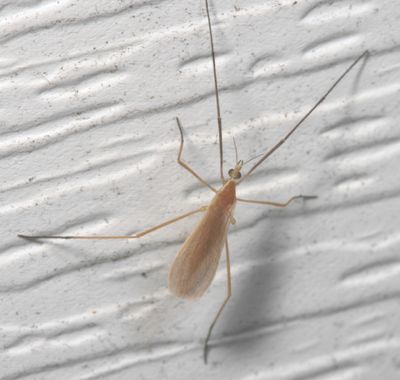 Genus Molophilus 