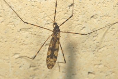 Limonia immatura ♂