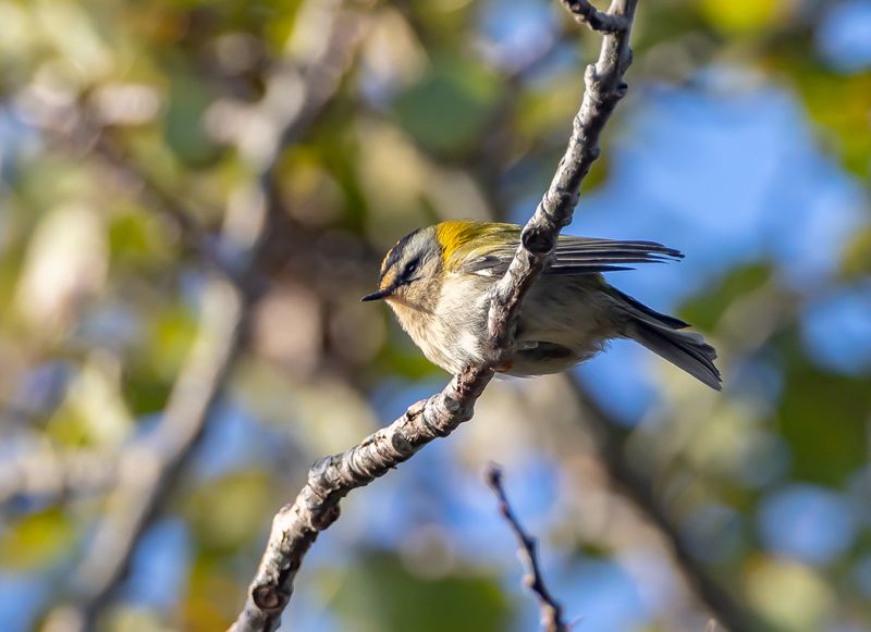 Brandkronad kungsfgel / Firecrest