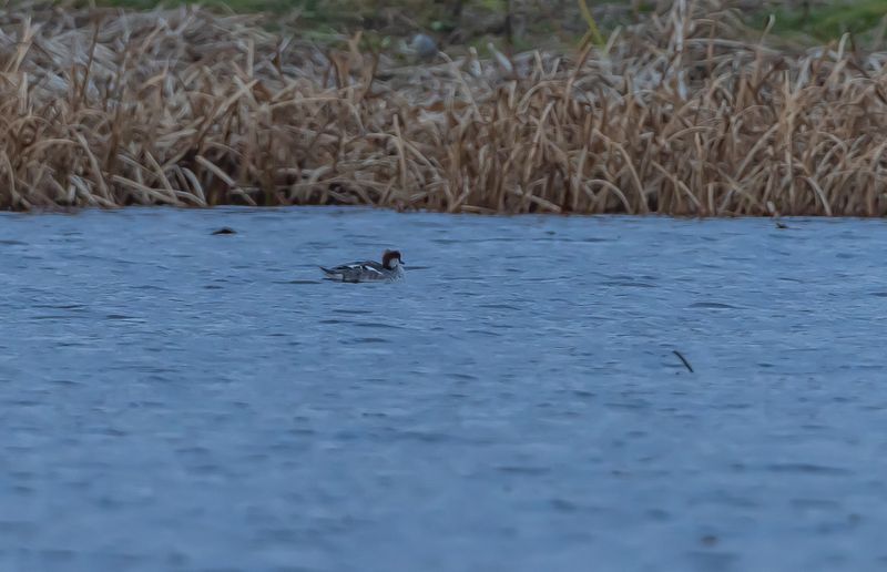 Alfågel / Long-tailed Duck