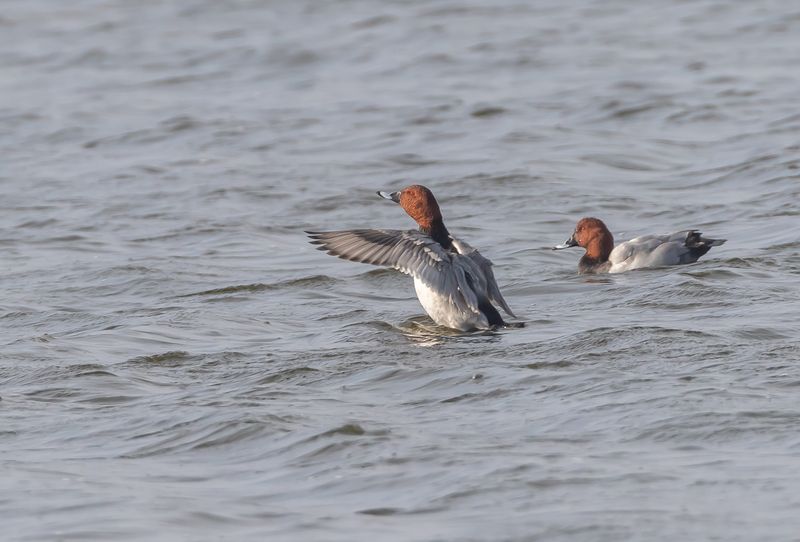 Brunand / Common Pochard