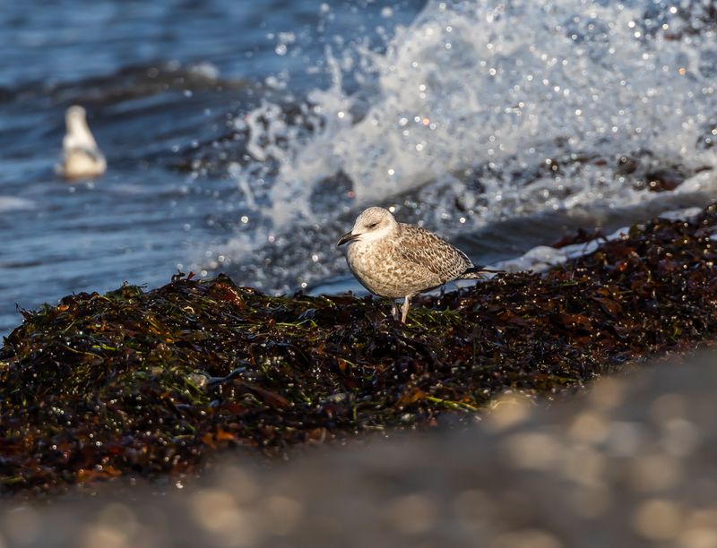 Gråtrut / Herring Gull
