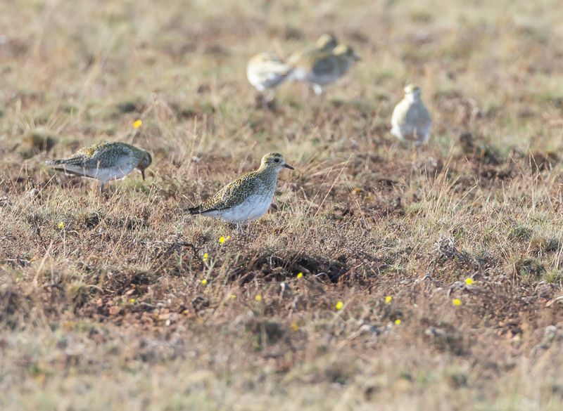 Ljungpipare / European Golden Plover
