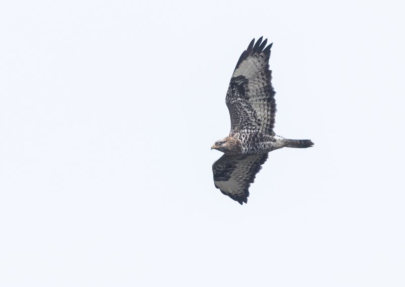 Ormvråk / Common Buzzard
