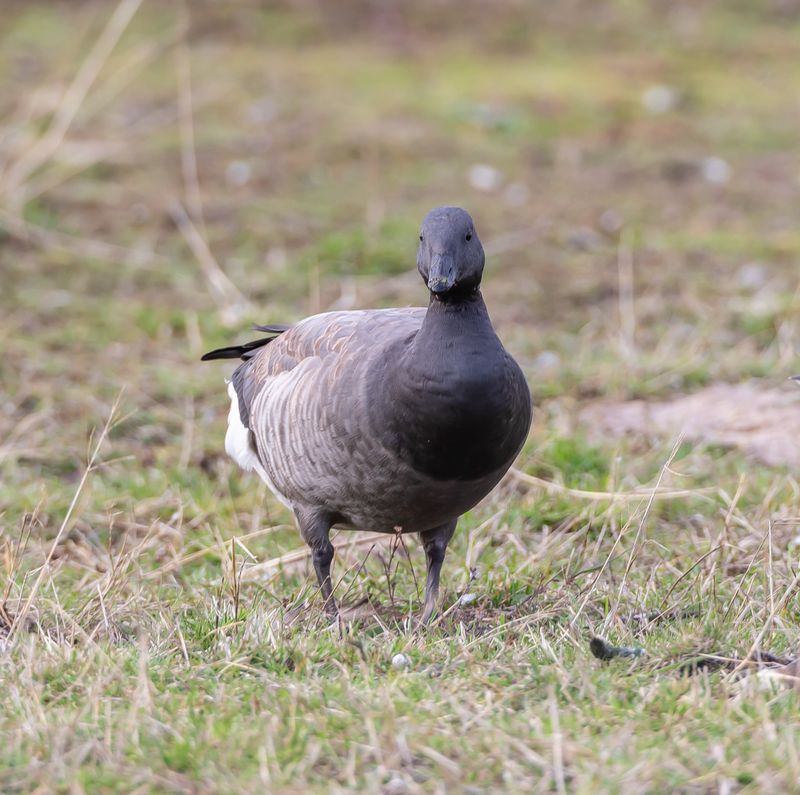 Prutgås / Brent Goose