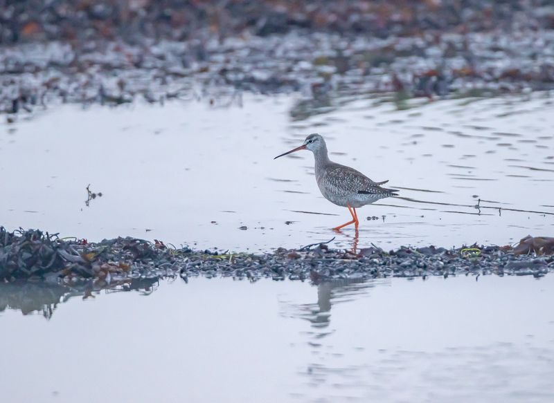 Svartsnäppa / Spotted Redshank