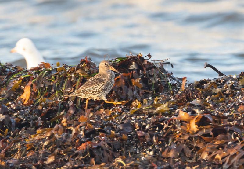 Skärsnäppa / Purple Sandpiper