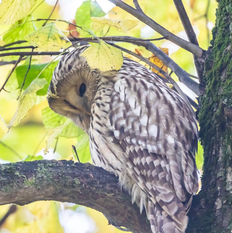 Slaguggla / Ural Owl