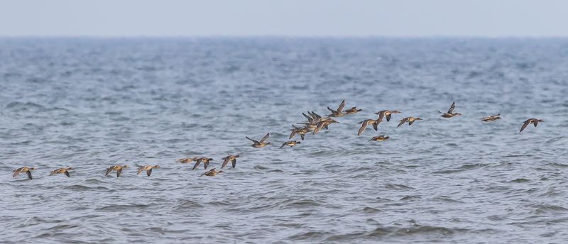 Stjärtand / Northern Pintail
