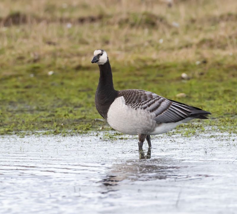 Vitkindad gås / Barnacle Goose