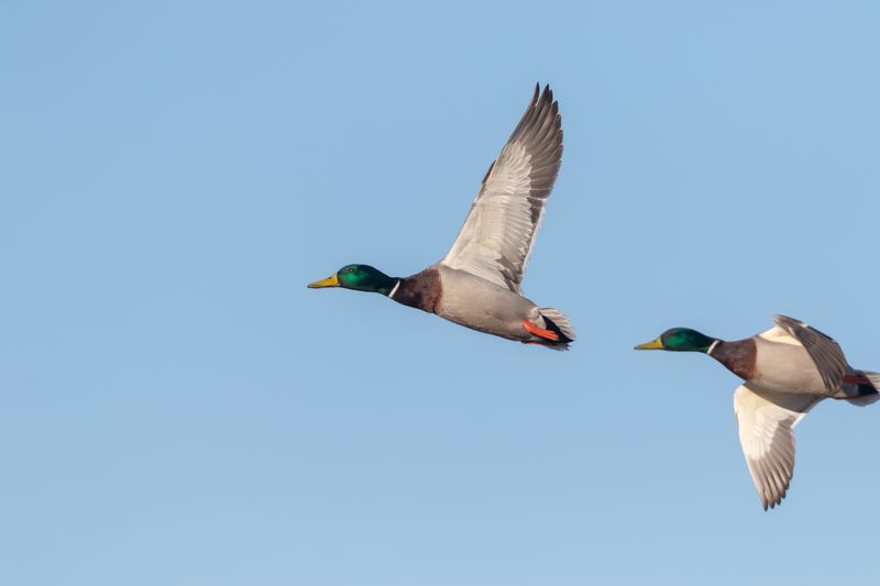 Gräsand / Mallard