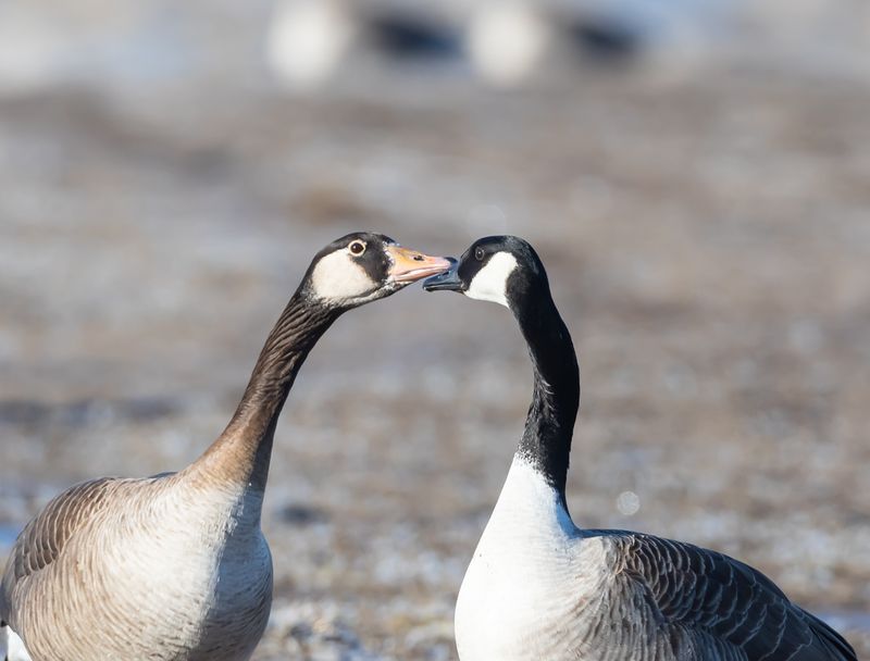 Kanadagås / Canada Goose