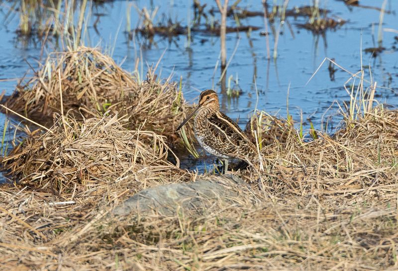 Enkelbeckasin / Common Snipe