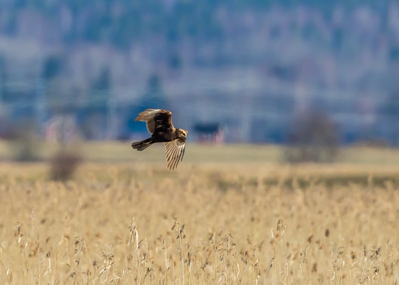 Brun kärrhök / Western Marsh Harrier