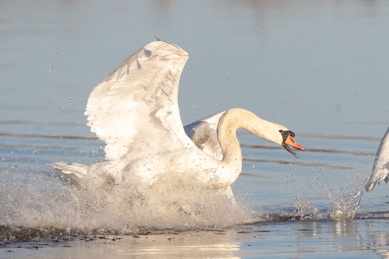 Knölsvan / Mute Swan
