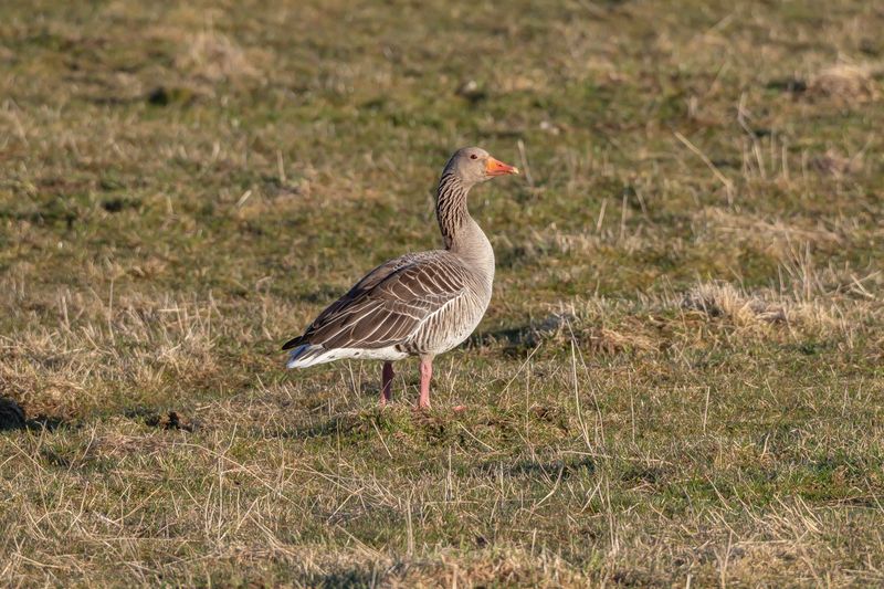 Grågås / Greylag Goose