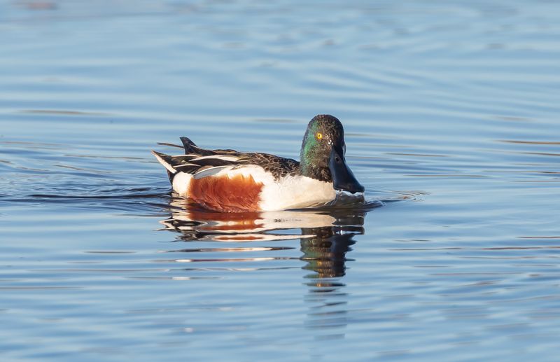Skedand / Northern Shoveler