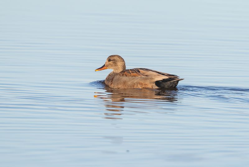 Snatterand / Gadwall