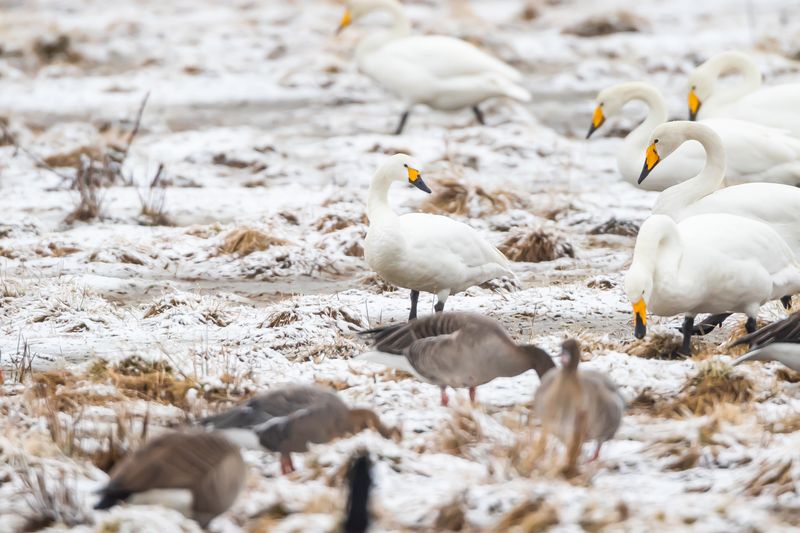 Mindre sångsvan / Tundra Swan / Tundrasvan