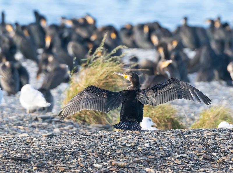 Storskarv / Great Cormorant