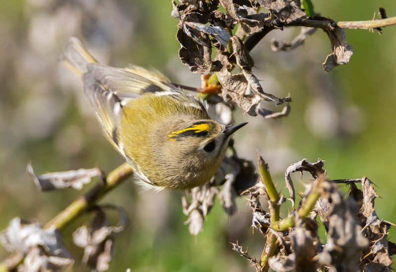 Kungsfågel / Goldcrest