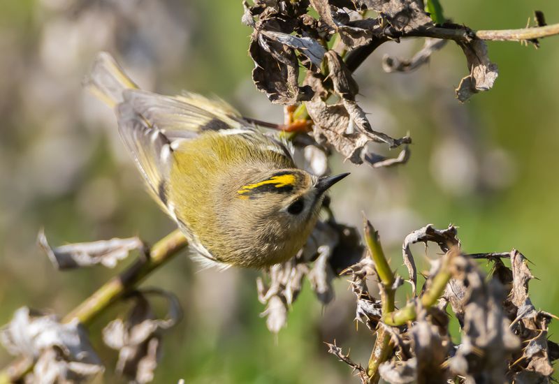 Kungsfgel / Goldcrest