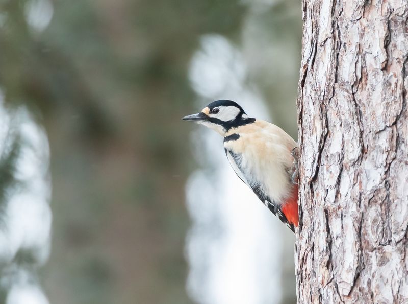Strre hackspett / Great Spotted Woodpecker