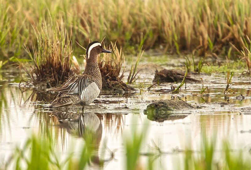 rta / Garganey / Male