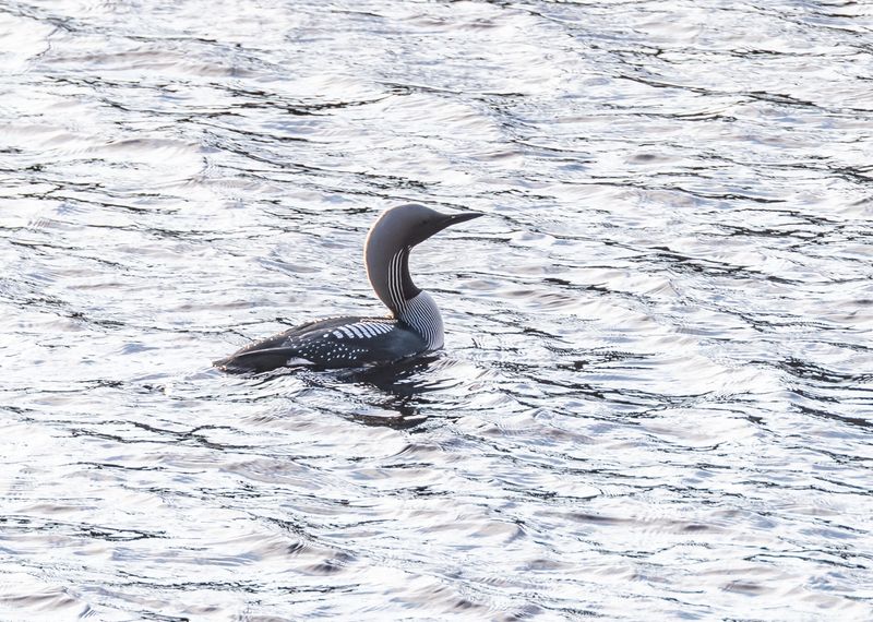 Storlom / Black-throated Loon