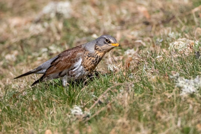 Björktrast / Fieldfare