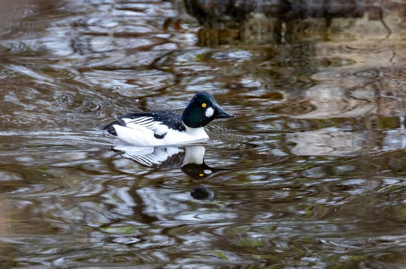 Knipa / Common Goldeneye