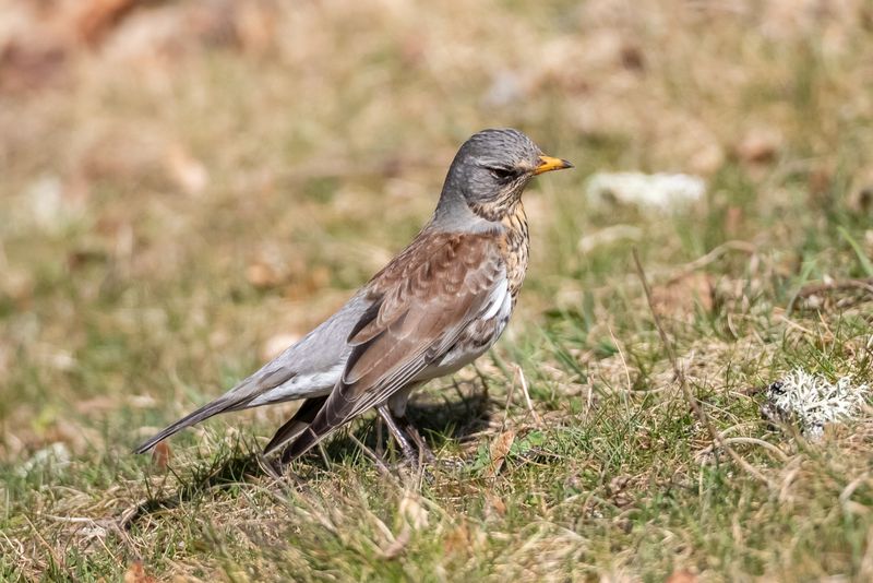 Björktrast / Fieldfare