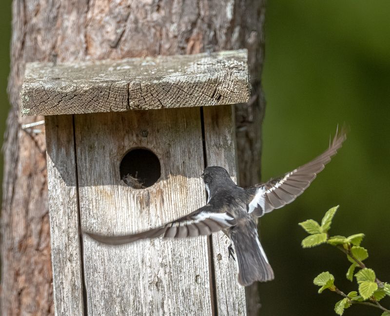 Svartvit flugsnappare / European Pied Flycatcher