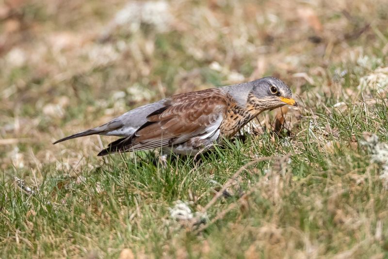 Björktrast / Fieldfare