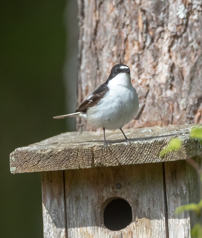 Svartvit flugsnappare / European Pied Flycatcher