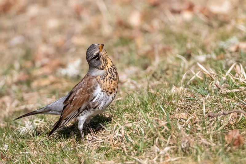 Björktrast / Fieldfare