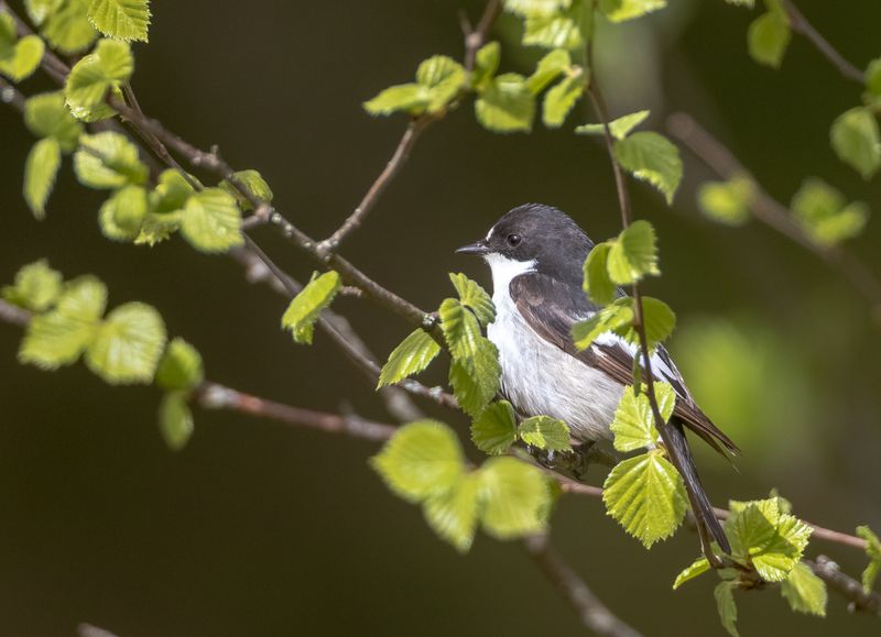 Svartvit flugsnappare / European Pied Flycatcher